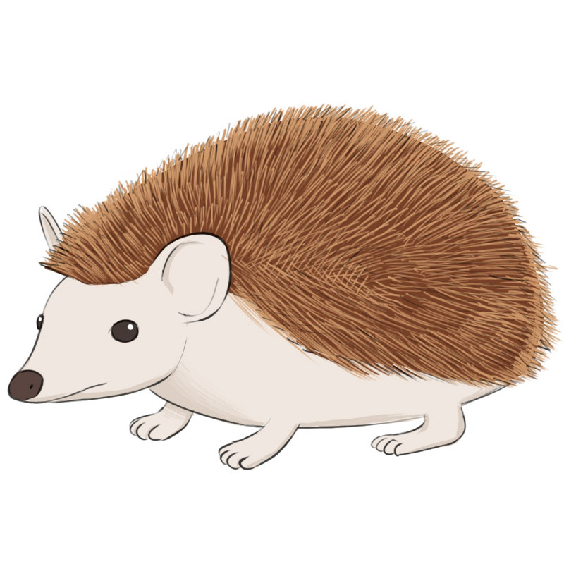 Hedgehog Drawing Intricate Artwork