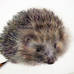 Hedgehog Drawing Realistic Sketch