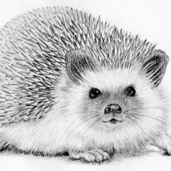 Hedgehog Drawing Stunning Sketch