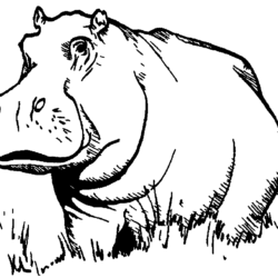 Hippo Drawing Fine Art