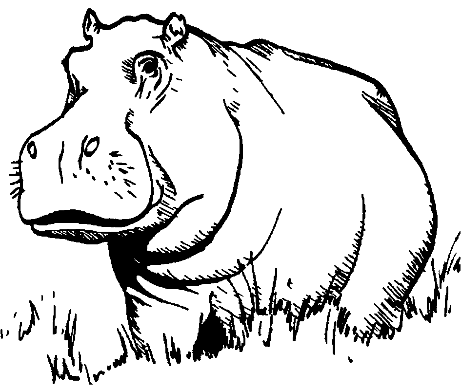 Hippo Drawing Fine Art