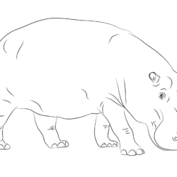 Hippo Drawing Hand Drawn