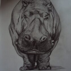 Hippo Drawing Professional Artwork