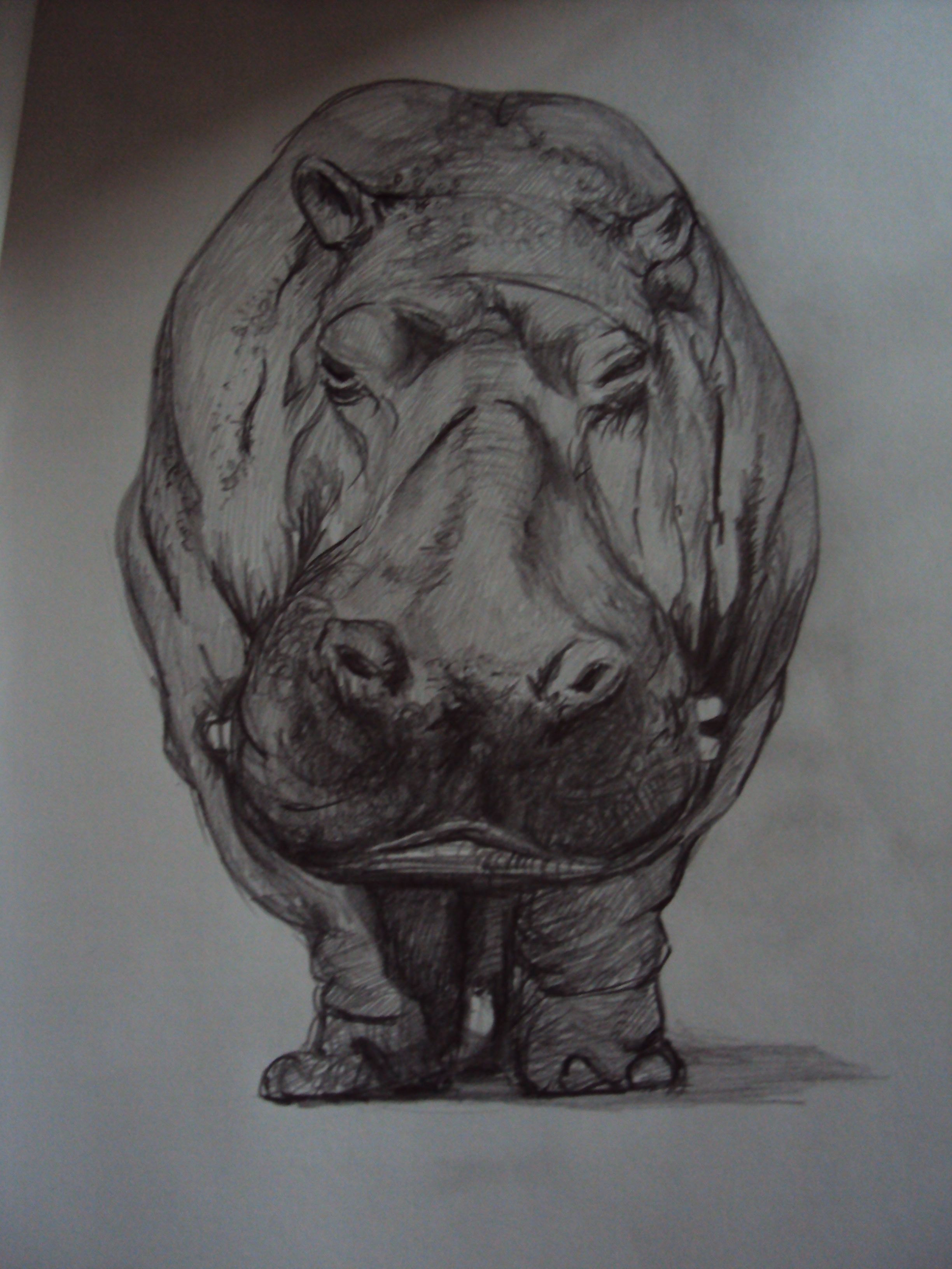 Hippo Drawing Professional Artwork