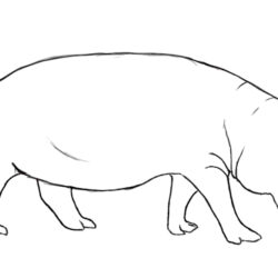 Hippo Drawing Realistic Sketch