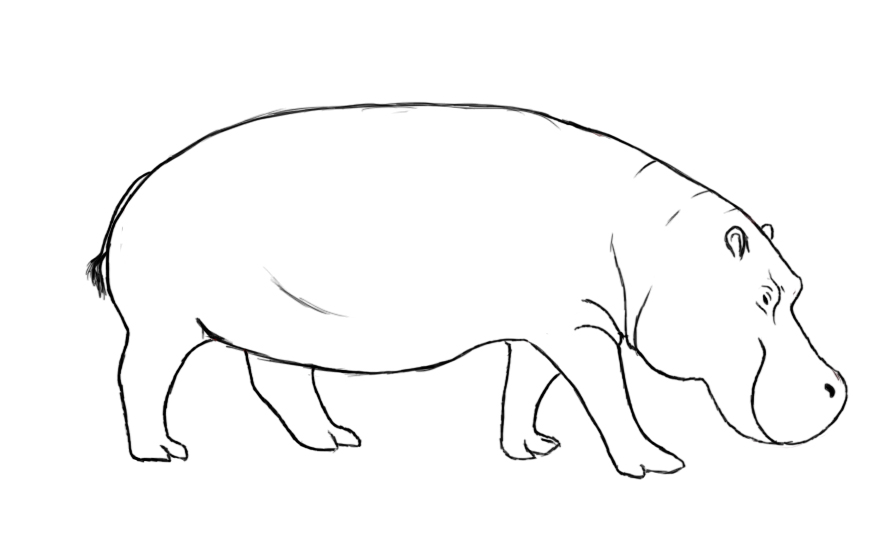 Hippo Drawing Realistic Sketch