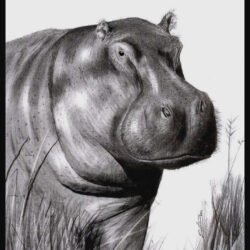 Hippo Drawing Stunning Sketch