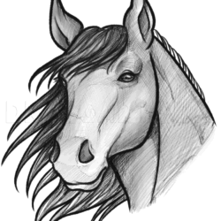 Horse Drawing Art