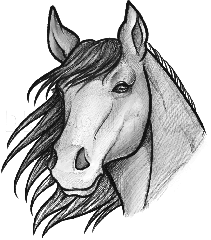 Horse Drawing Art