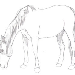 Horse Drawing Artistic Sketching