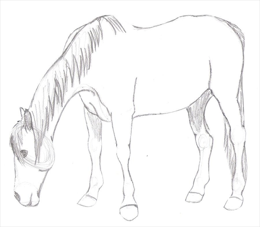 Horse Drawing Artistic Sketching