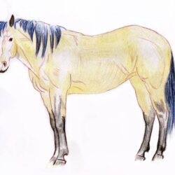 Horse Drawing Beautiful Artwork