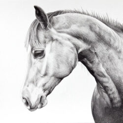 Horse Drawing Creative Style