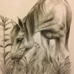 Horse Drawing Detailed Sketch