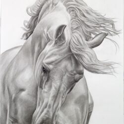 Horse Drawing Fine Art