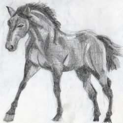 Horse Drawing Hand Drawn