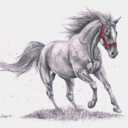 Horse Drawing Hand Drawn Sketch