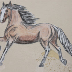 Horse Drawing Image