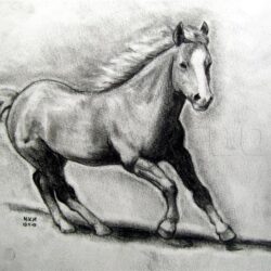 Horse Drawing Modern Sketch