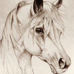 Horse Drawing Photo