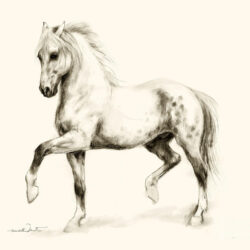 Horse Drawing Picture