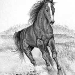 Horse Drawing Professional Artwork