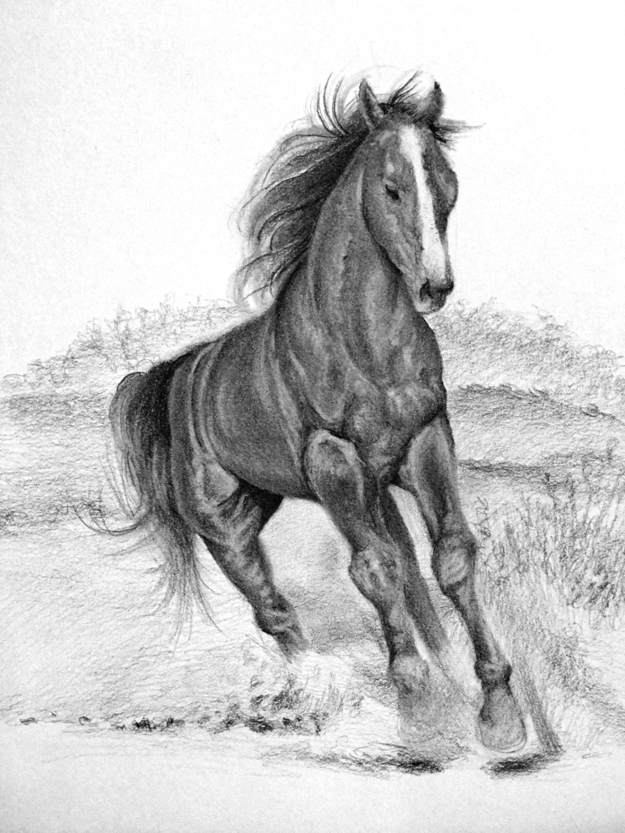 Horse Drawing Professional Artwork