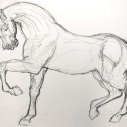 Horse Drawing Realistic Sketch