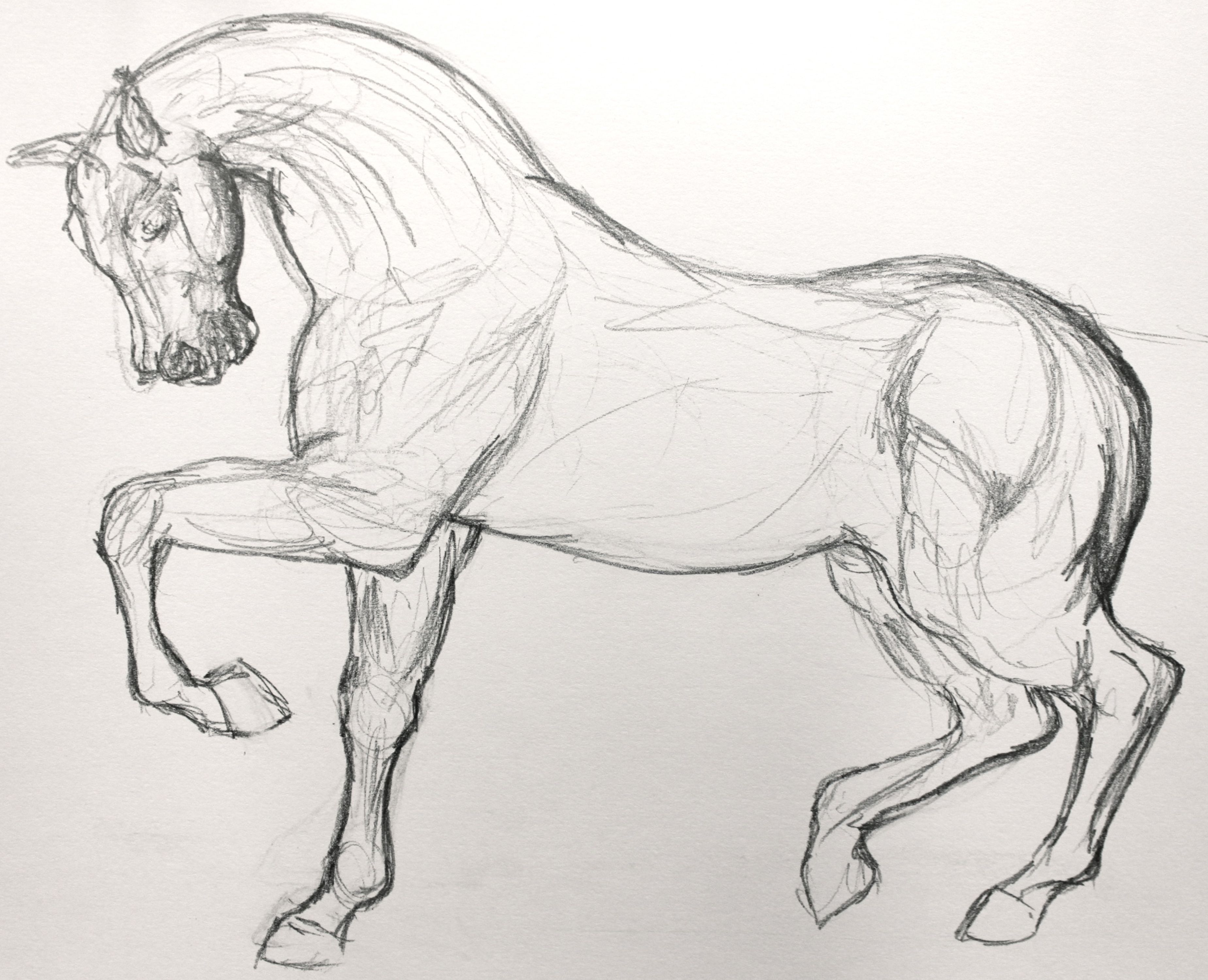 Horse Drawing Realistic Sketch