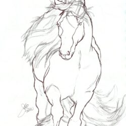 Horse Drawing Sketch