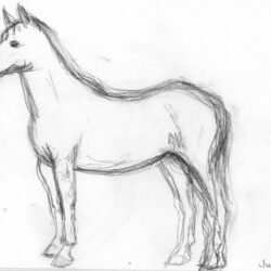 Horse Drawing Stunning Sketch