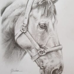 Horse Face Drawing