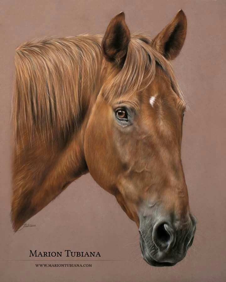 Horse Face Drawing Amazing Sketch