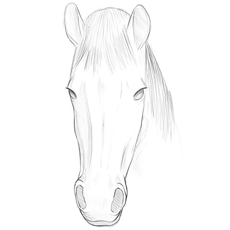 Horse Face Drawing Art