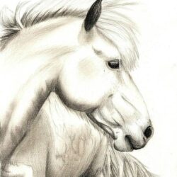 Horse Face Drawing Fine Art