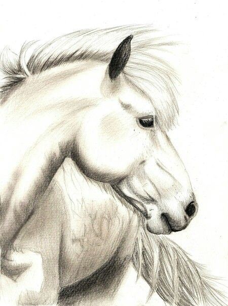 Horse Face Drawing Fine Art