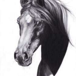 Horse Face Drawing Hand Drawn Sketch