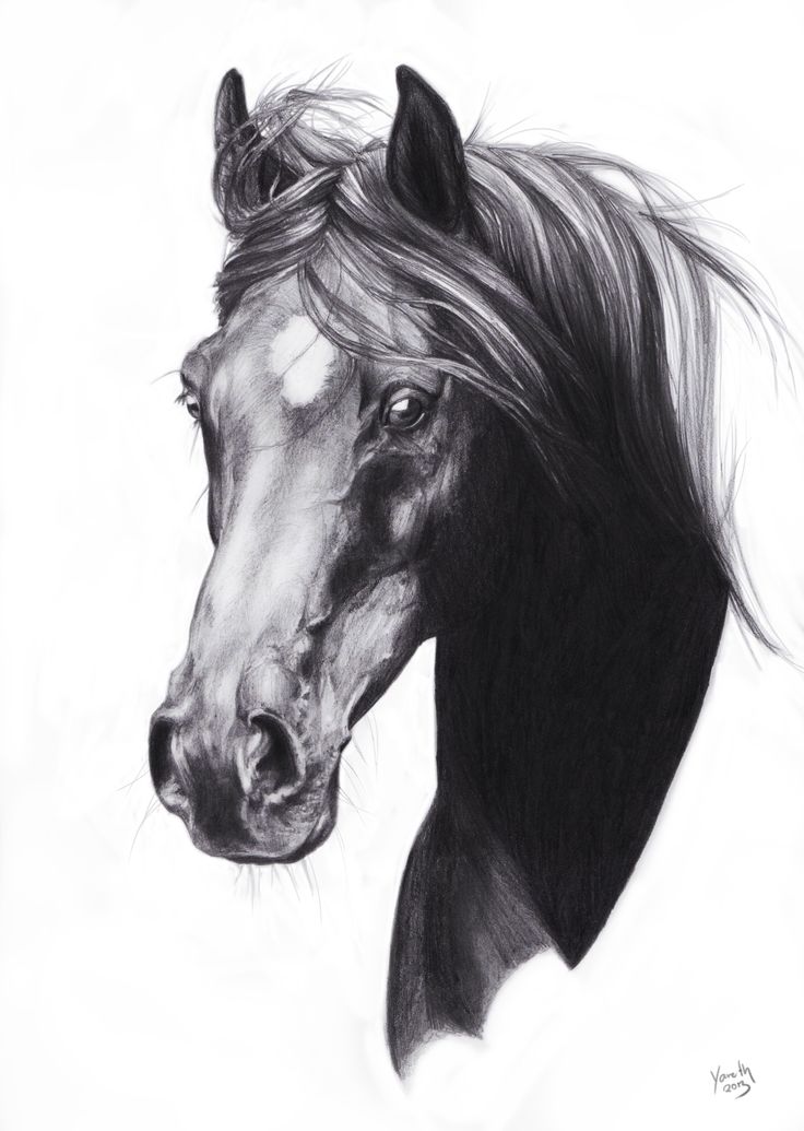 Horse Face Drawing Hand Drawn Sketch