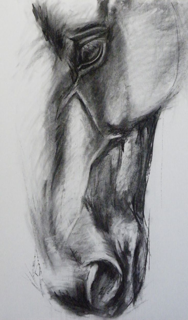 Horse Face Drawing Hand Drawn