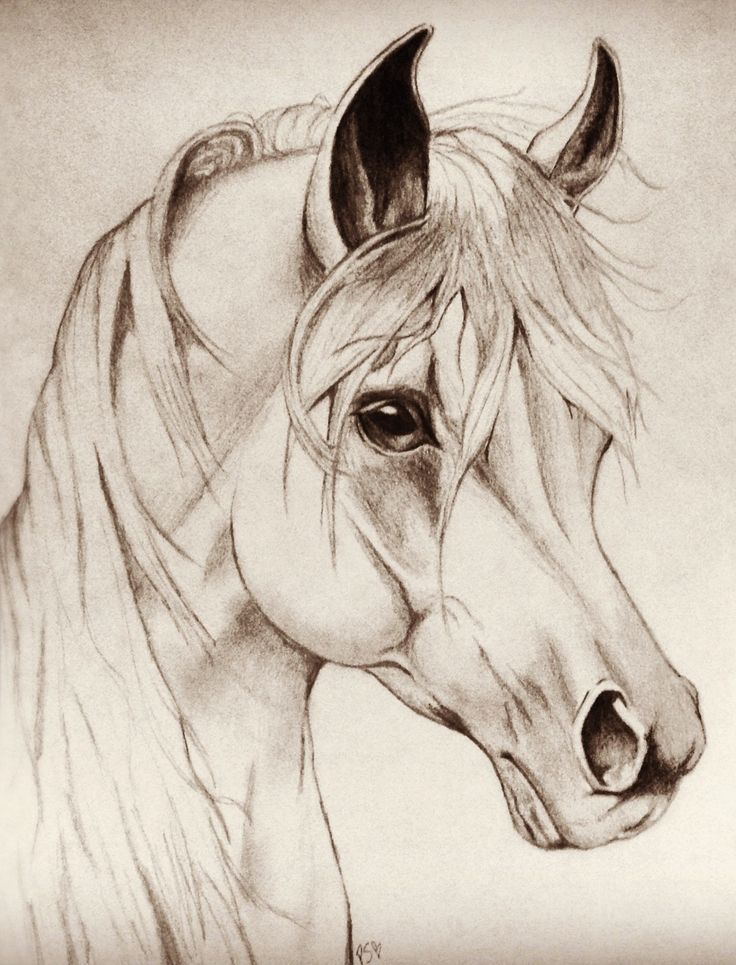 Horse Face Drawing Intricate Artwork