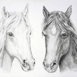 Horse Face Drawing Modern Sketch