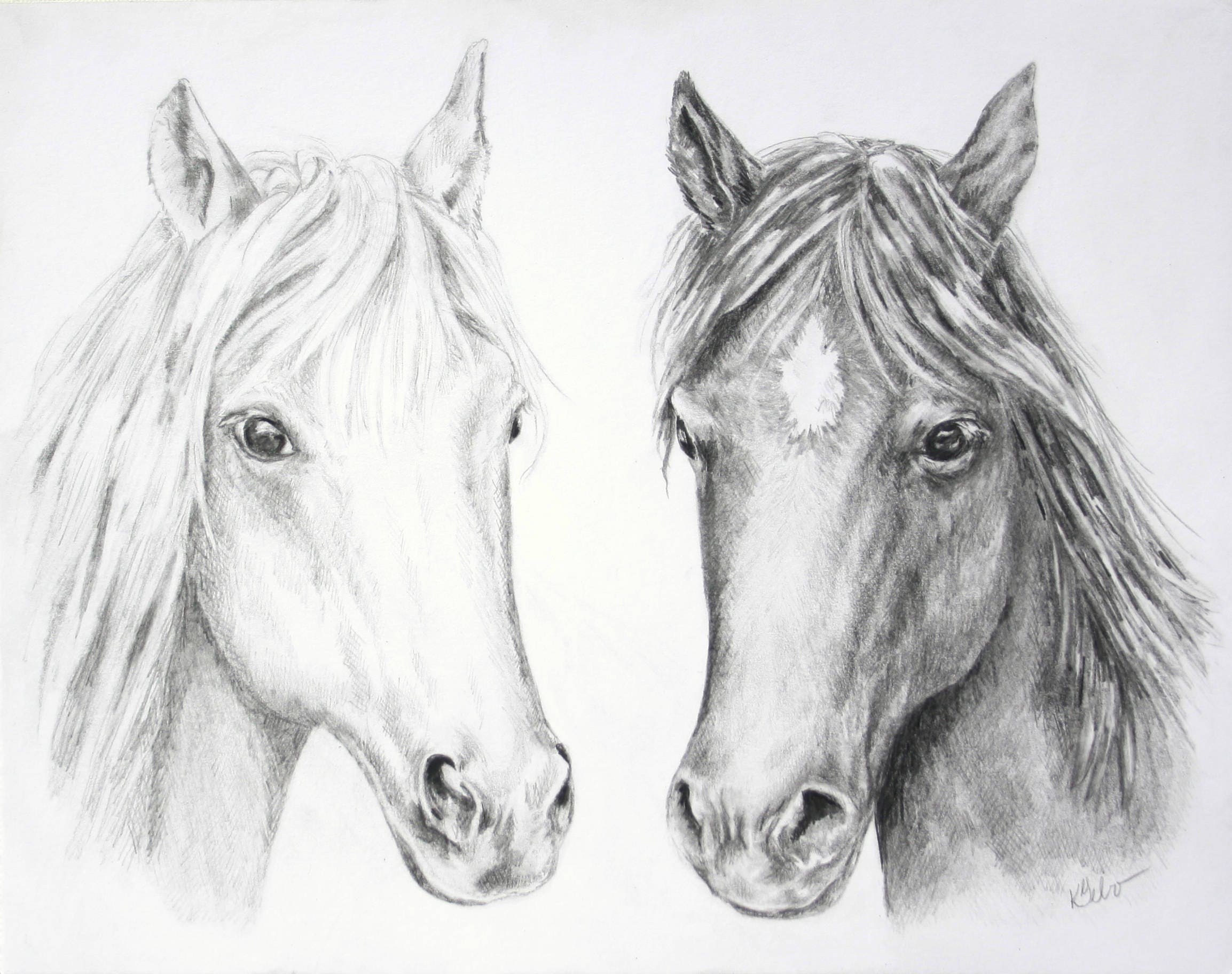 Horse Face Drawing Modern Sketch