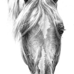 Horse Face Drawing Realistic Sketch