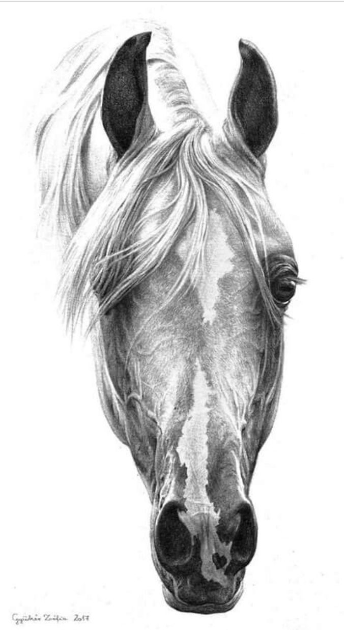 Horse Face Drawing Realistic Sketch