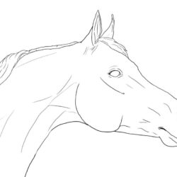 Horse Face Drawing Stunning Sketch