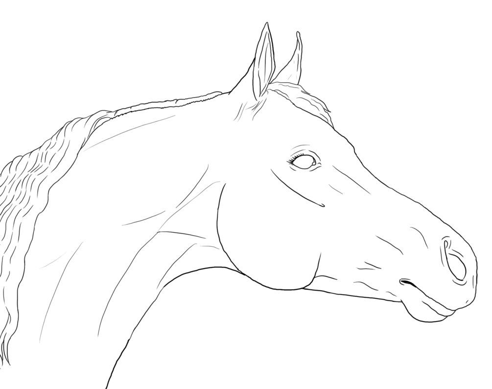 Horse Face Drawing Stunning Sketch