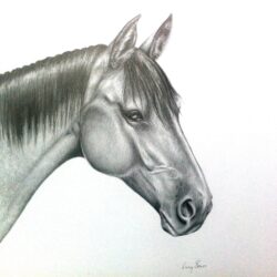 Horsehead Drawing Amazing Sketch