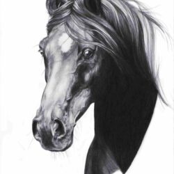 Horsehead Drawing Art