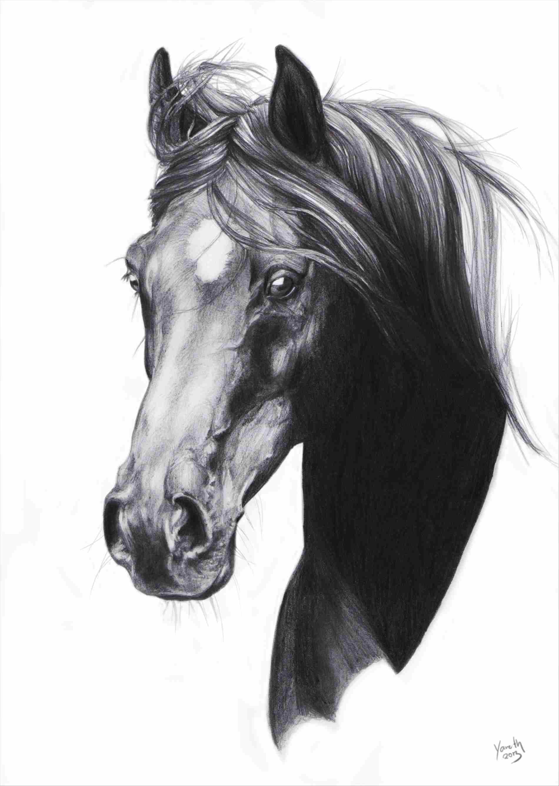 Horsehead Drawing Art