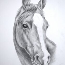 Horsehead Drawing Artistic Sketching